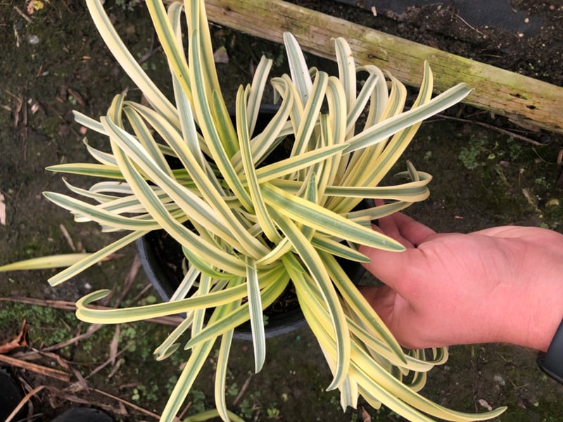 Photo for Agapanthus 'Gold Strike' (Gold Strike Lily of the Nile)