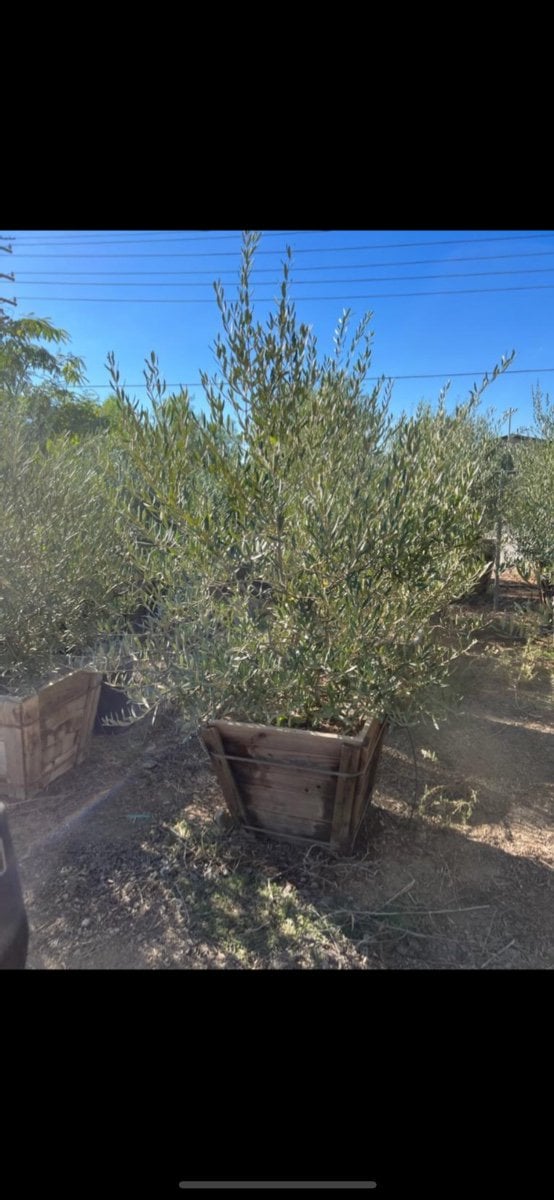 Photo for Olea europaea 'Majestic Beauty' (Multi) (Majestic Beauty Fruitless Olive)