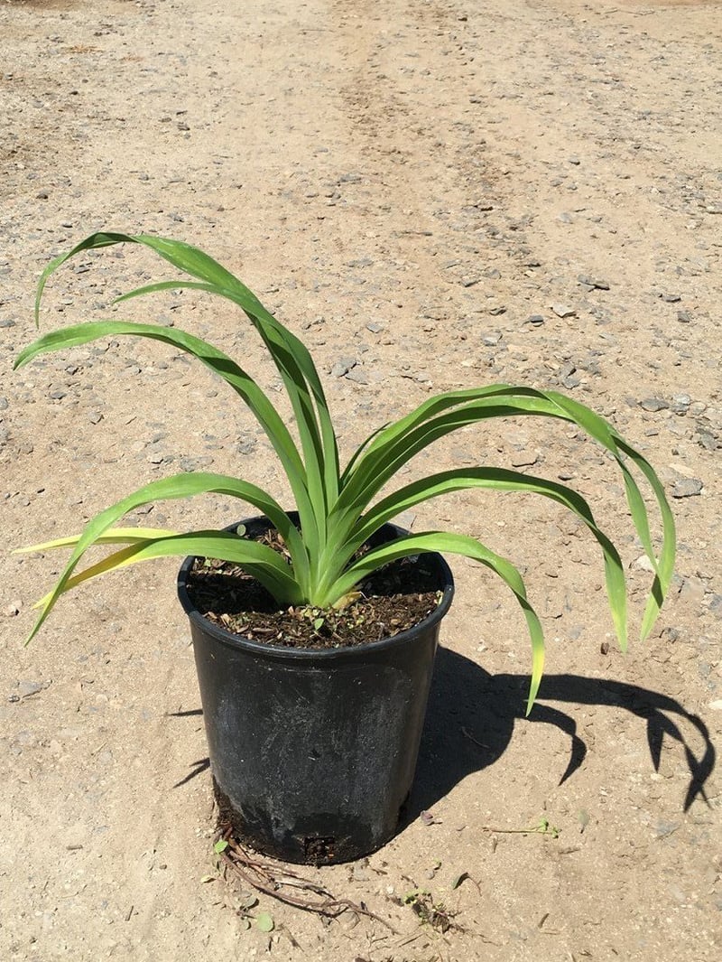 Photo for Hemerocallis hybrid 'Orange' (Orange Daylily)