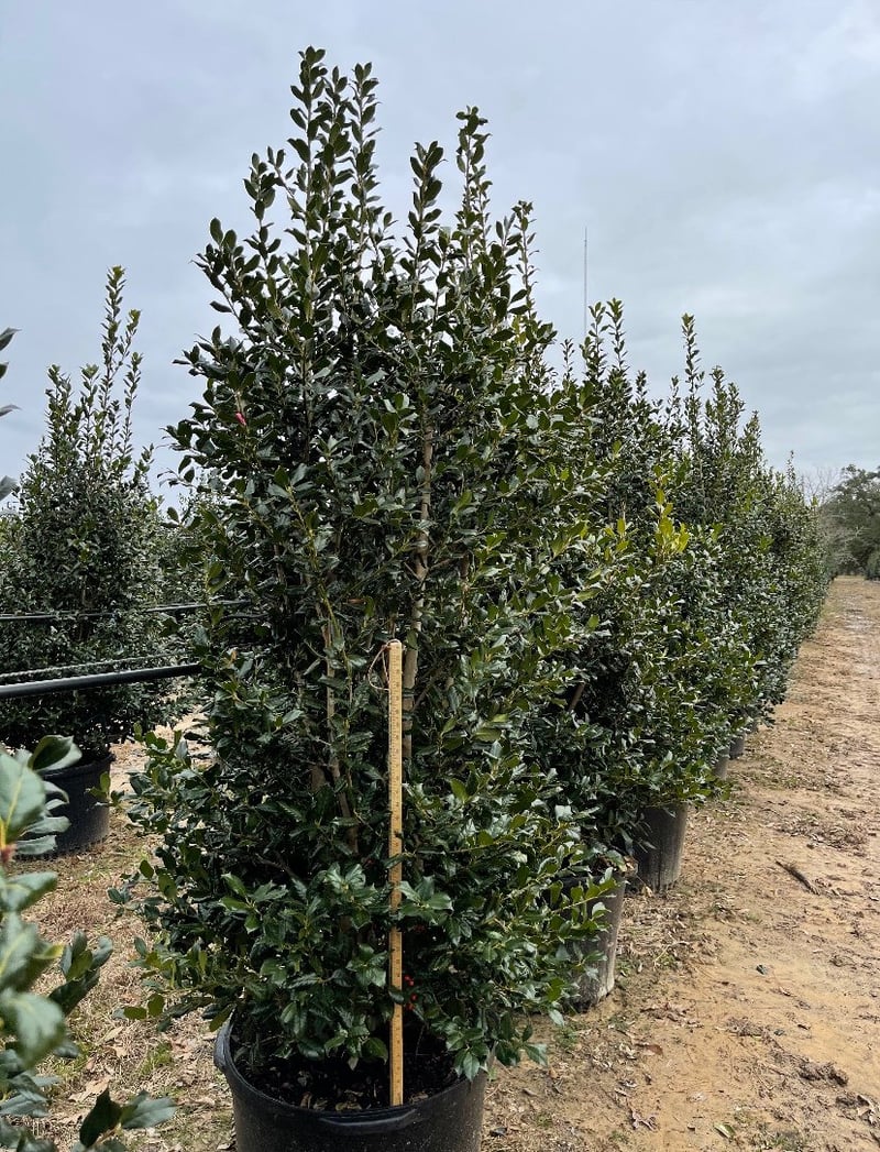 Photo for Ilex x 'Nellie R. Stevens' (Nellie R. Stevens Holly)