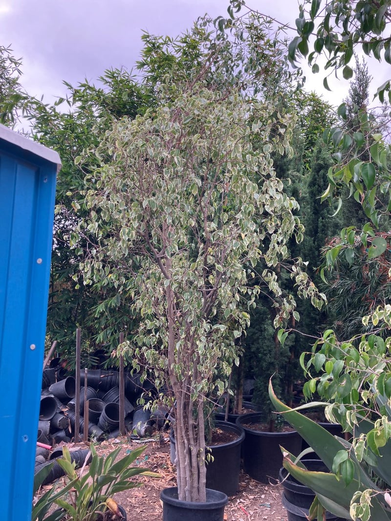 Photo for Ficus benjamina 'Variegata' (Variegated Weeping Fig)