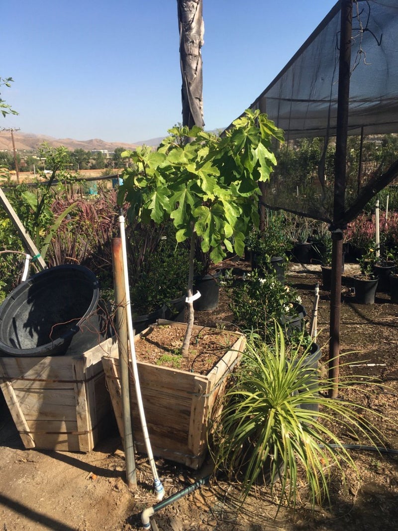 Photo for Ficus carica 'Black Mission' (Black Mission Fig)