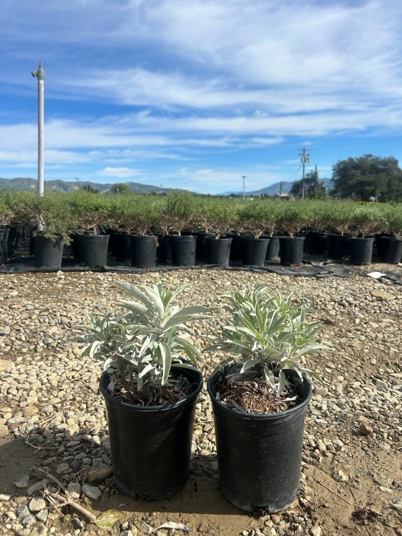 Photo for Salvia apiana (California White Sage, Bee Sage)