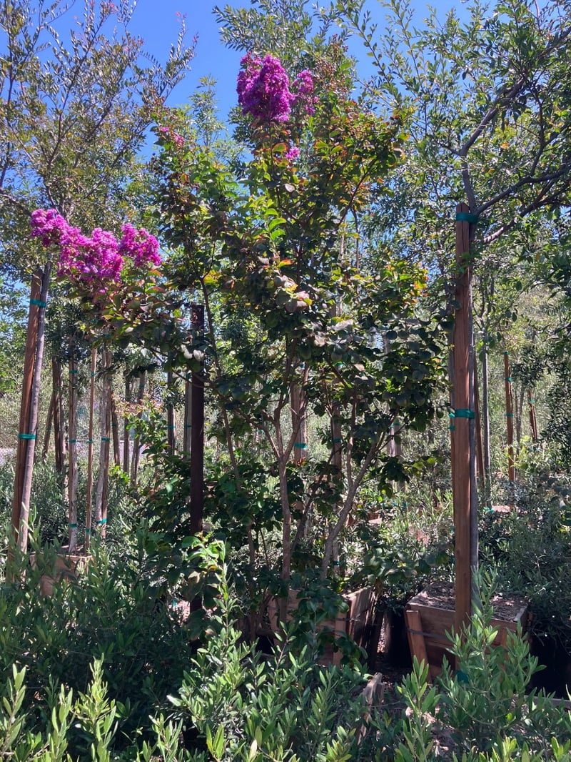 Photo for Lagerstroemia indica 'Catawba' (Multi) (Catawba Crape Myrtle)