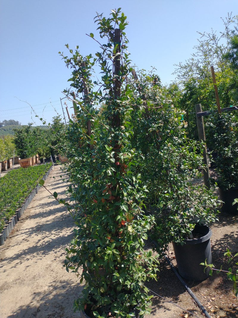 Photo for Trachelospermum jasminoides (Staked) (Star Jasmine)