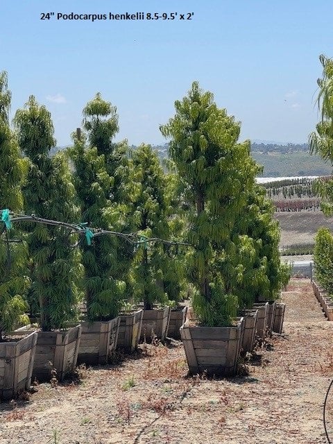 Photo for Podocarpus henkelii (Long Leafed Yellowwood)