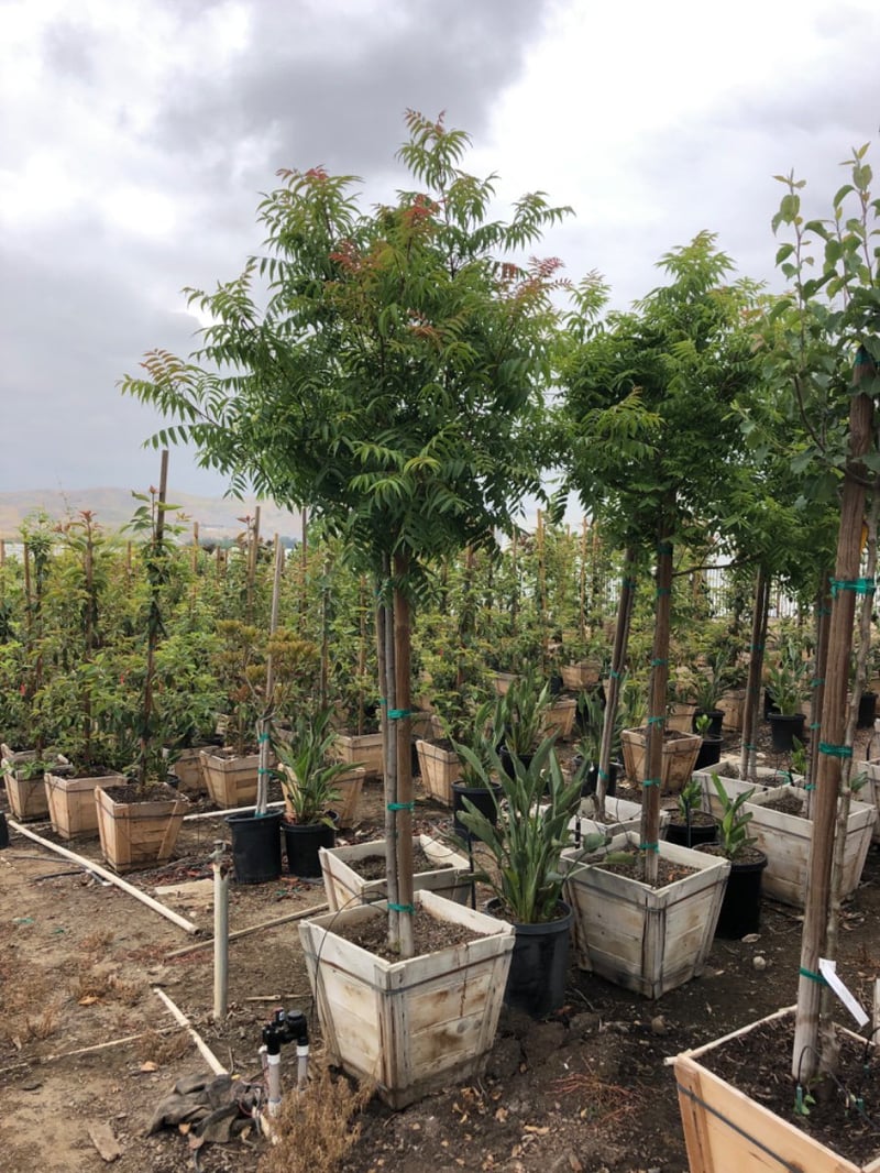 Photo for Pistacia chinensis (Standard) (Chinese Pistache)