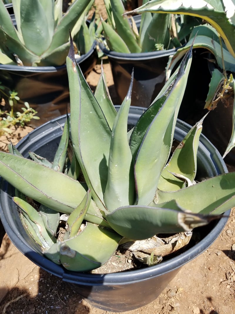 Photo for Agave 'Sharkskin' (Sharkskin Agave)