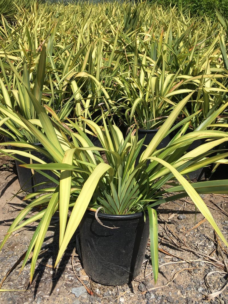 Photo for Phormium x 'Yellow Wave' (Yellow Wave New Zealand Flax)