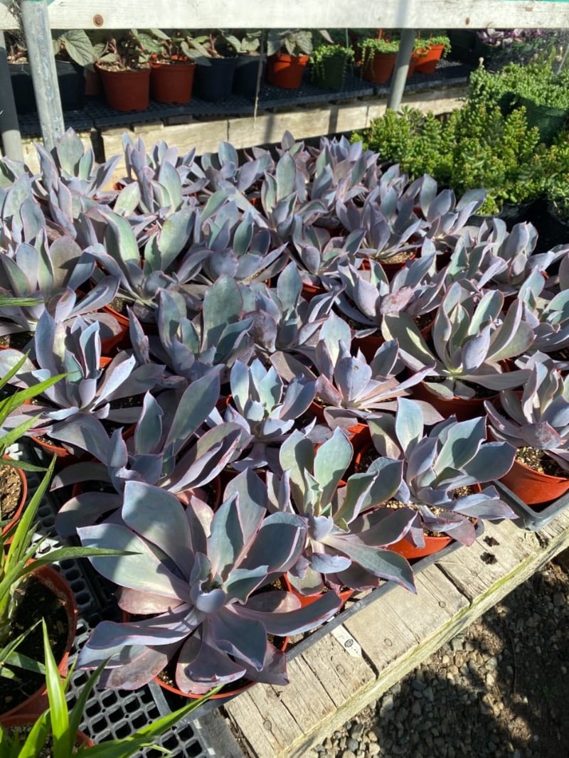 Photo for Echeveria 'Afterglow' (Echeveria 'Afterglow')