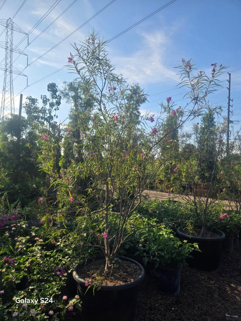 Photo for Chilopsis linearis 'Bubba' (Multi) (Bubba Desert Willow)