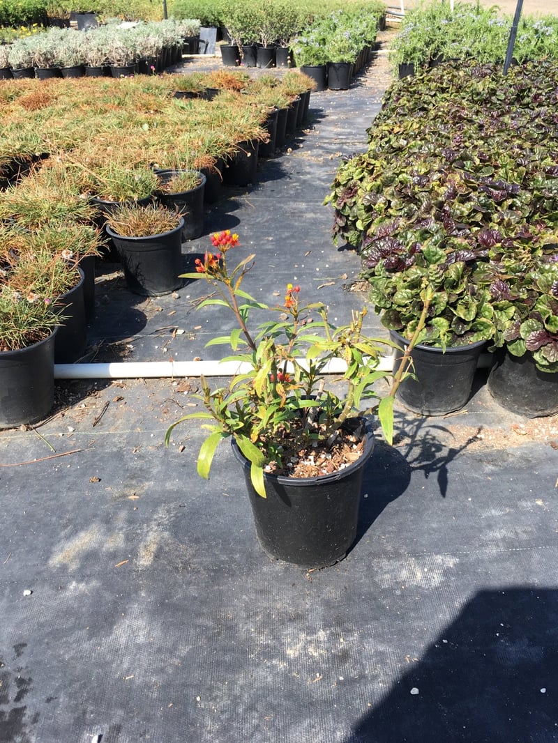 Photo for Asclepias (Any variety) (Milkweed, Butterflyweed)