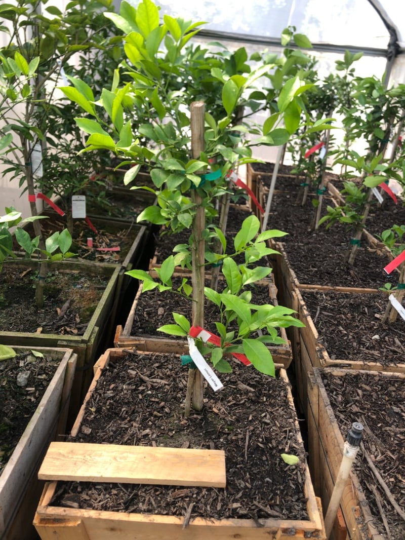 Photo for Citrus x meyeri (Meyer Lemon)