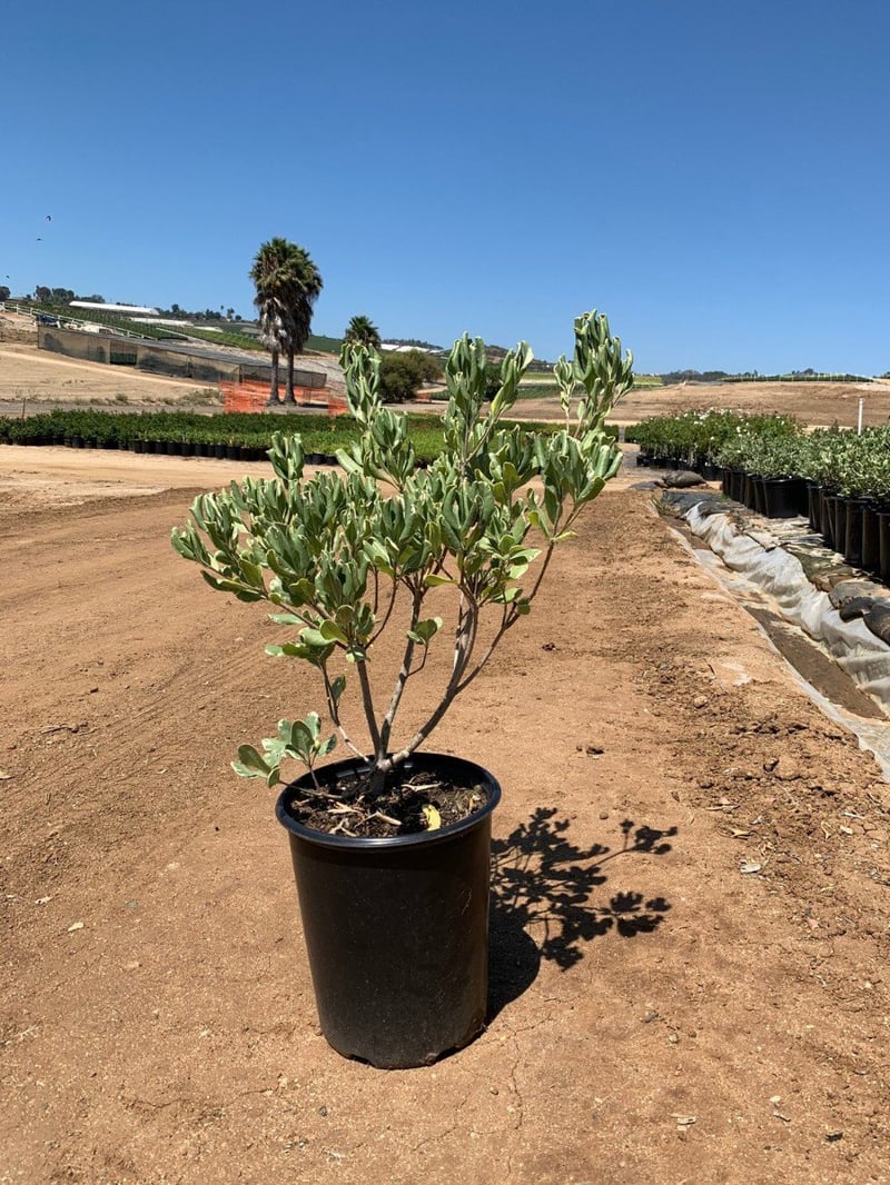 Photo for Pittosporum tobira 'Variegata' (Variegated Japanese Mock Orange)