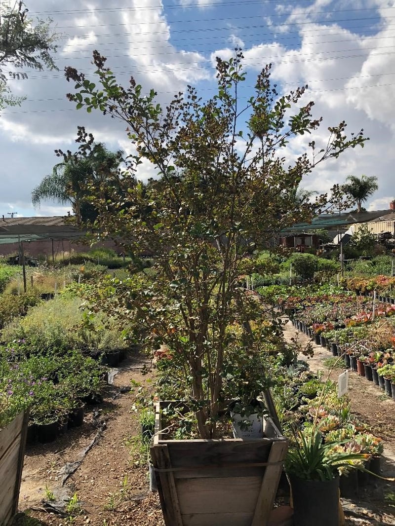 Photo for Lagerstroemia indica x fauriei 'Tuscarora' (Multi) (Tuscarora Crape Myrtle)
