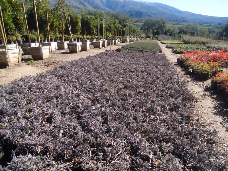 Photo for Juniperus horizontalis 'Wiltonii' ('Blue Rug') (Blue Carpet Juniper)