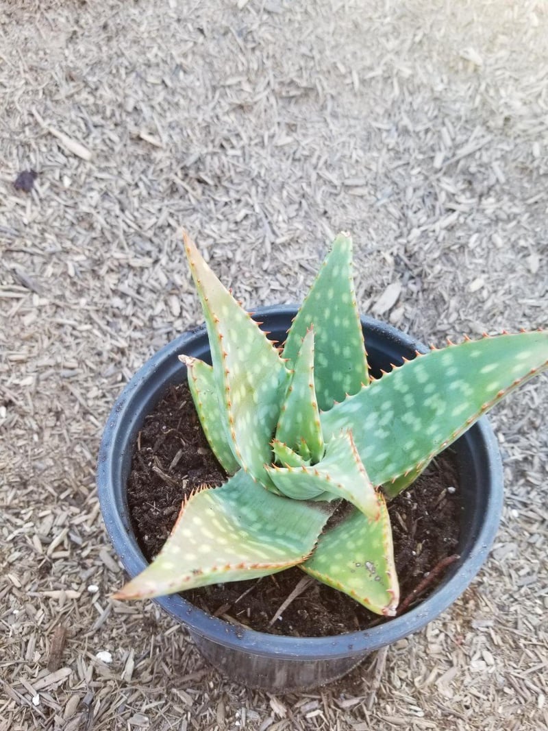 Photo for Aloe maculata (Soap Aloe)