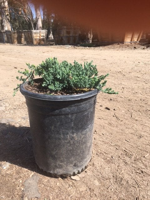 Photo for Juniperus procumbens 'Nana' (Japanese Garden Juniper)