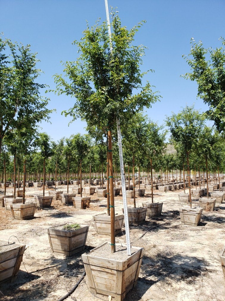 Photo for Ulmus parvifolia (Standard) (Chinese Elm)