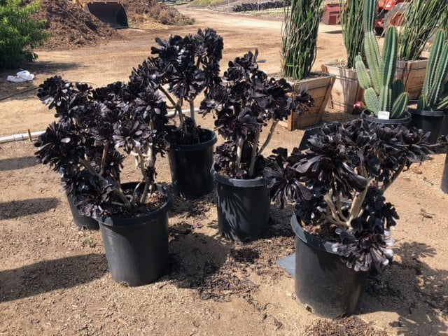 Photo for Aeonium arboreum 'Atropurpureum' (Purple Aeonium)