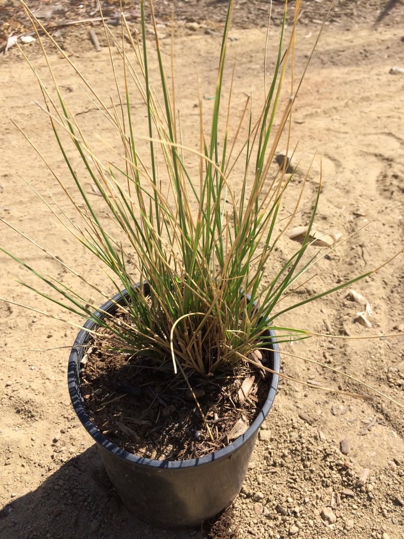 Photo for Festuca mairei (Atlas Fescue)