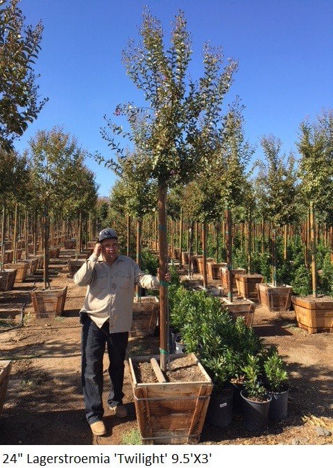 Photo for Lagerstroemia indica 'Purple' (Purple Crape Myrtle)