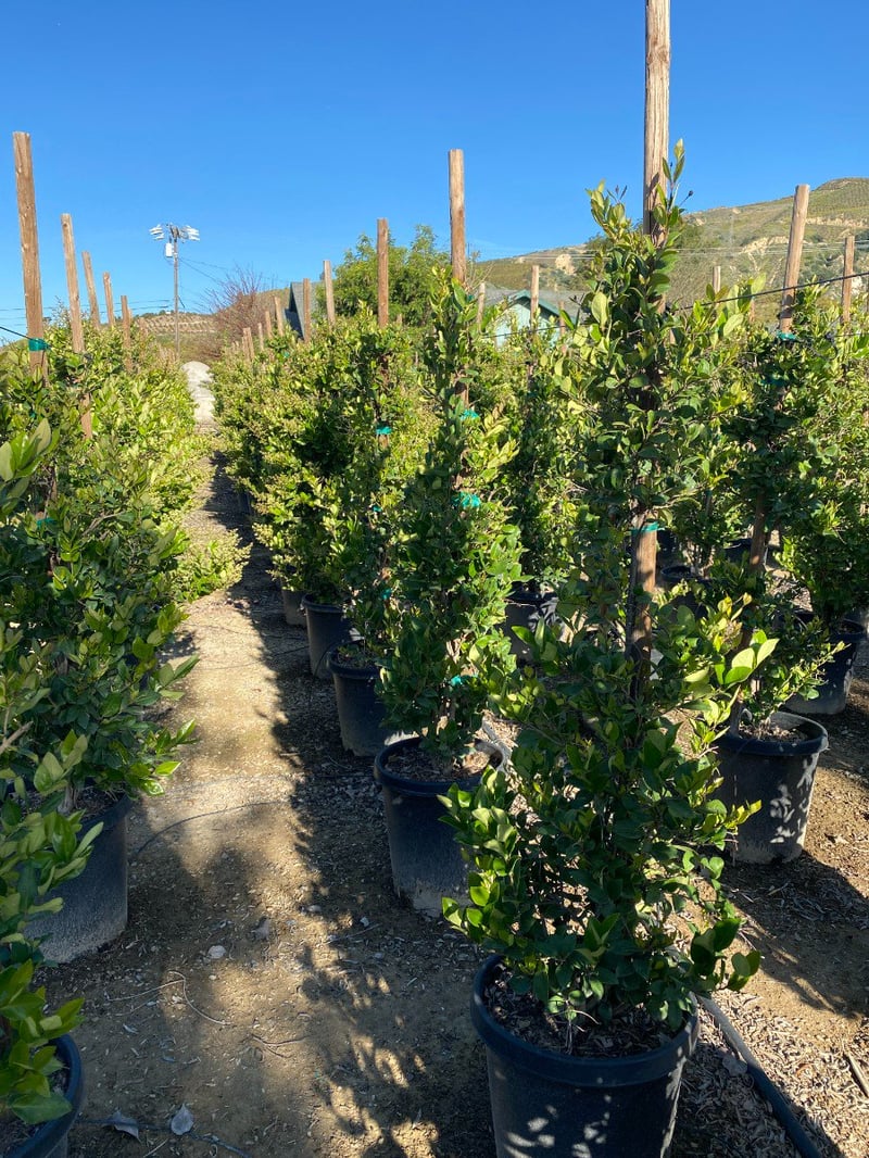 Photo for Ligustrum japonicum 'Texanum' (Column) (Waxleaf Privet)