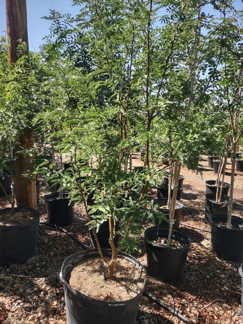 Photo for Prosopis seedless hybrid 'AZT' (AZT Podless Mesquite)