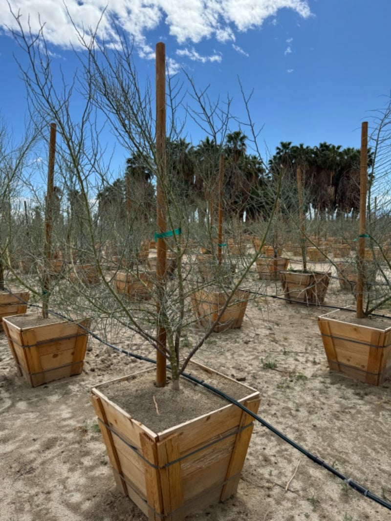 Photo for Cercidium floridum (Multi) (Blue Palo Verde)