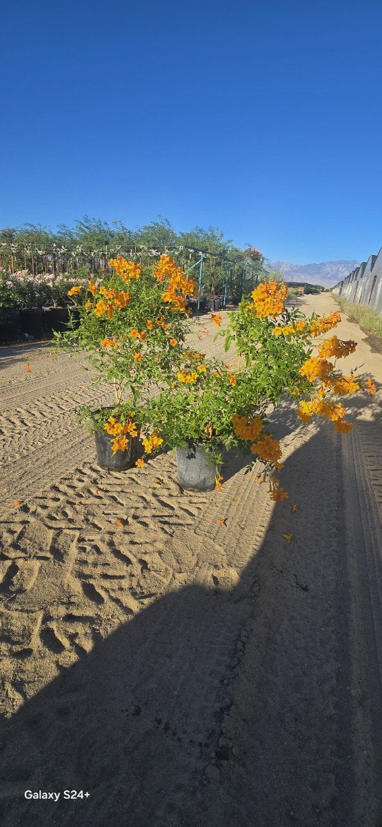 Photo for Tecoma x alata 'Orange Jubilee' (Orange Jubilee)