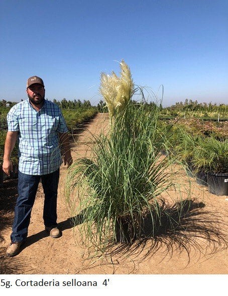 Photo for Cortaderia selloana (Uruguayan Pampas Grass)