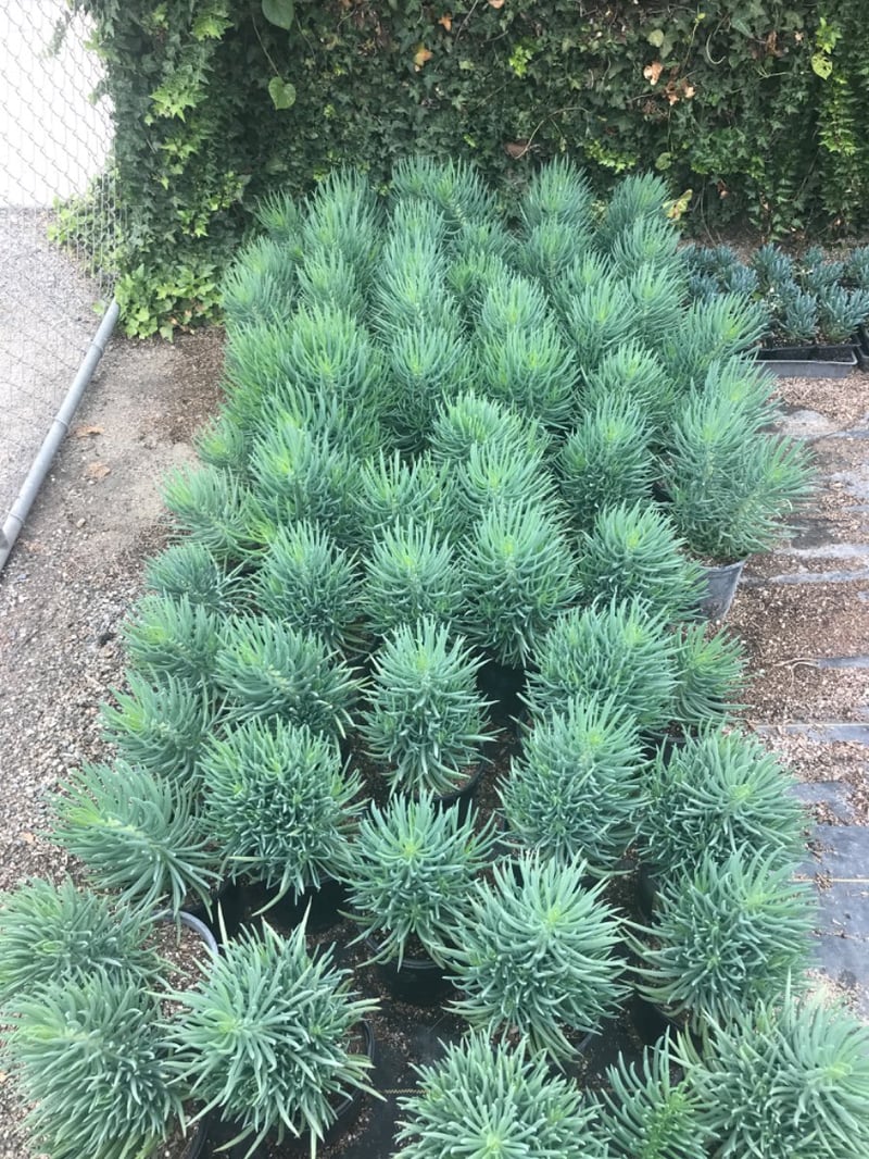 Photo for Senecio vitalis (Narrow-leaf Chalksticks)