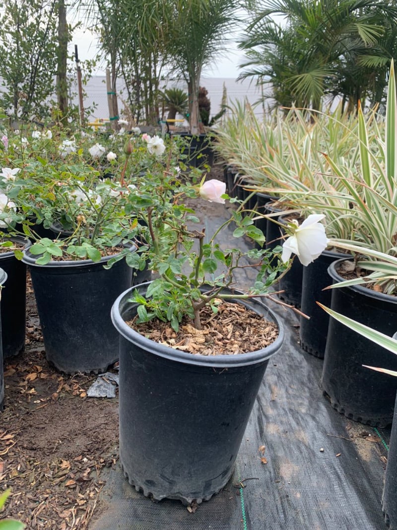 Photo for Rosa acicularis 'Iceberg' (Iceberg Rose)