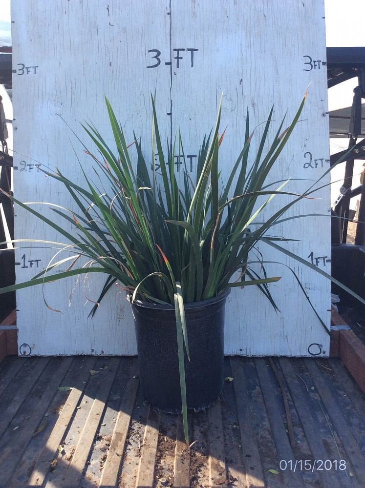 Photo for Dietes iridioides (White African Iris, Fortnight Lily)