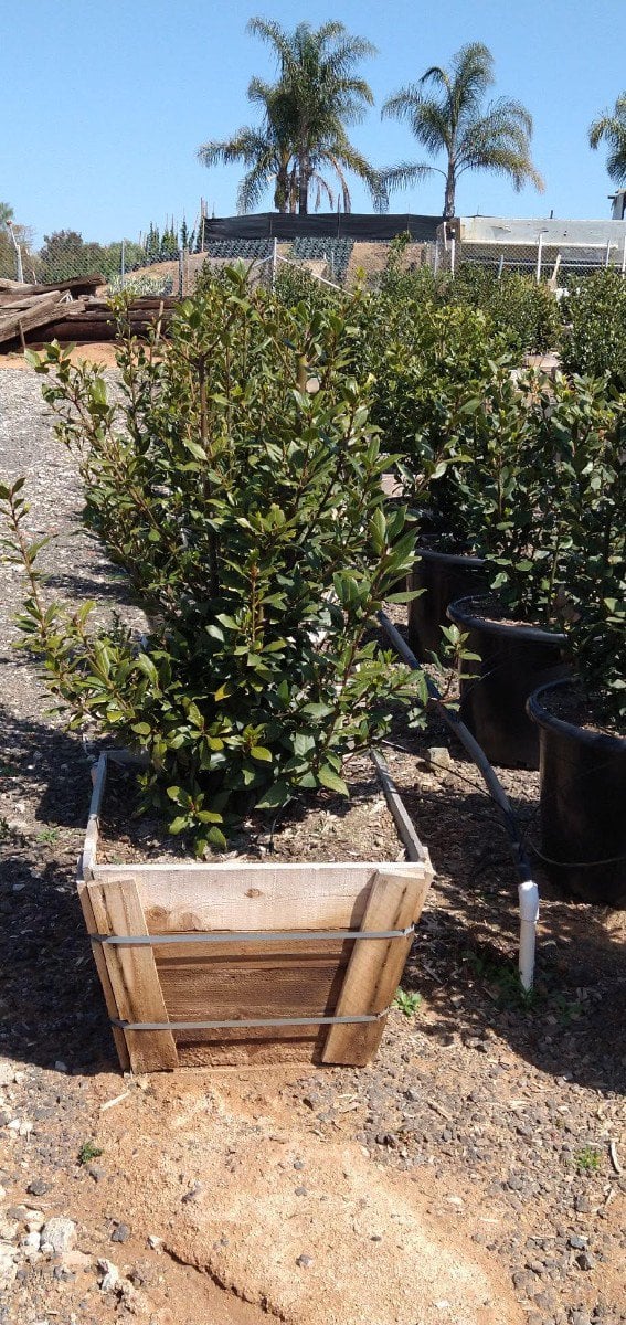 Photo for Laurus nobilis (Column) (Sweet Bay)
