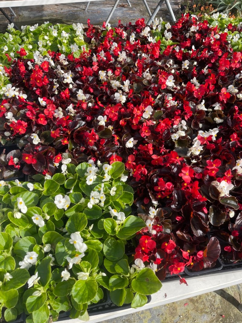 Photo for Annual Color (Annual Color)