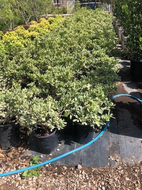 Photo for Pittosporum tobira 'Variegata' (Variegated Japanese Mock Orange)