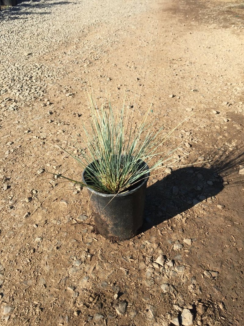 Photo for Helictotrichon sempervirens (Blue Oat Grass)