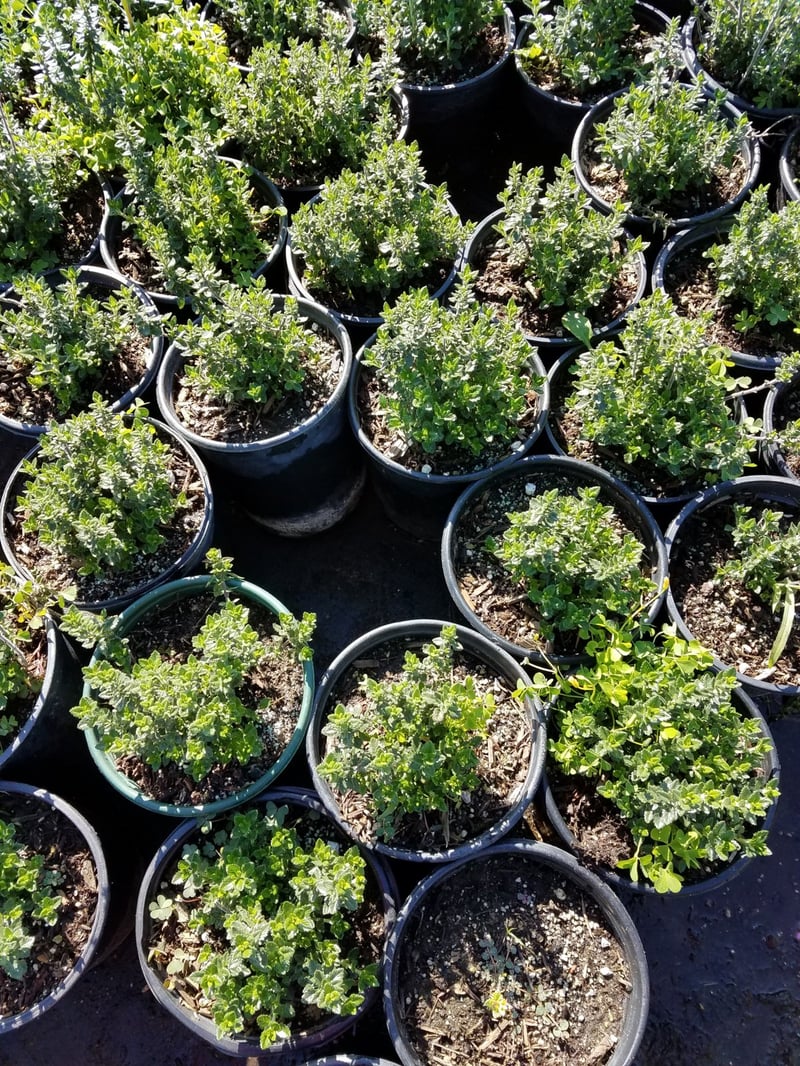 Photo for Teucrium chamaedrys (Wall Germander)