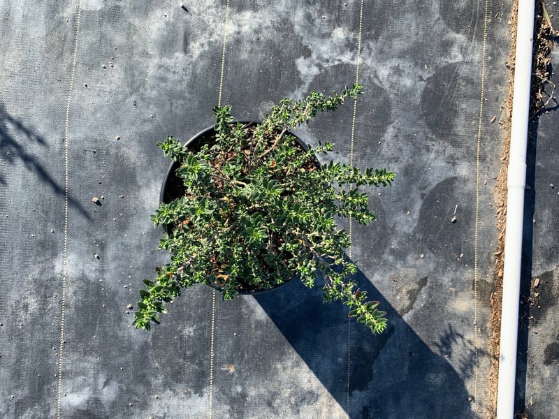 Photo for Teucrium x lucidrys (T. chamaedrys) (Wall Germander)