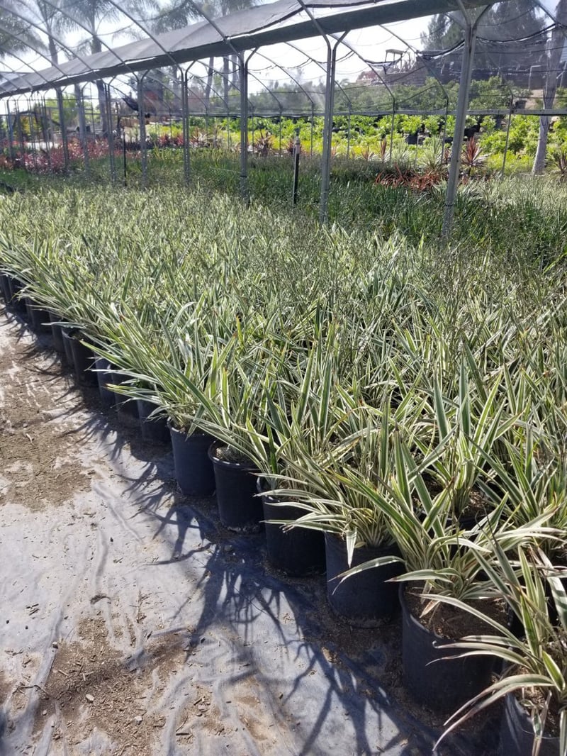 Photo for Dianella tasmanica 'Silver Streak' (Silver Streak Flax Lily)