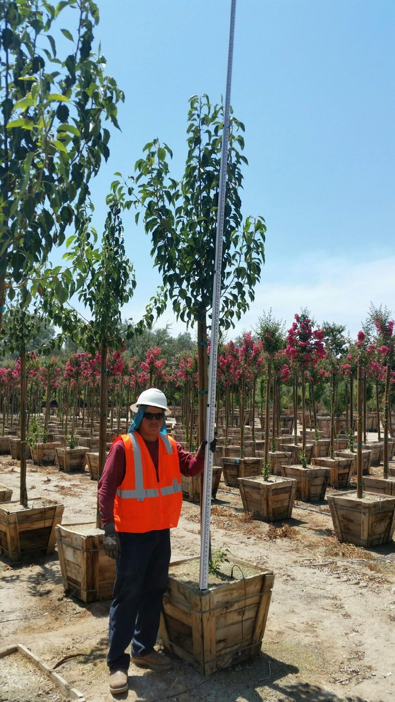 Photo for Pyrus calleryana 'Aristocrat' (Aristocrat Callery Pear)