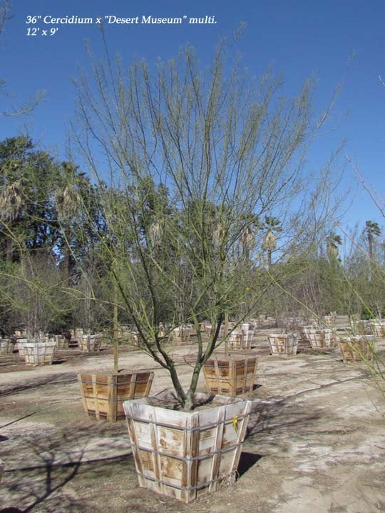 Photo for Cercidium 'Desert Museum' (Multi) (Desert Museum Palo Verde)