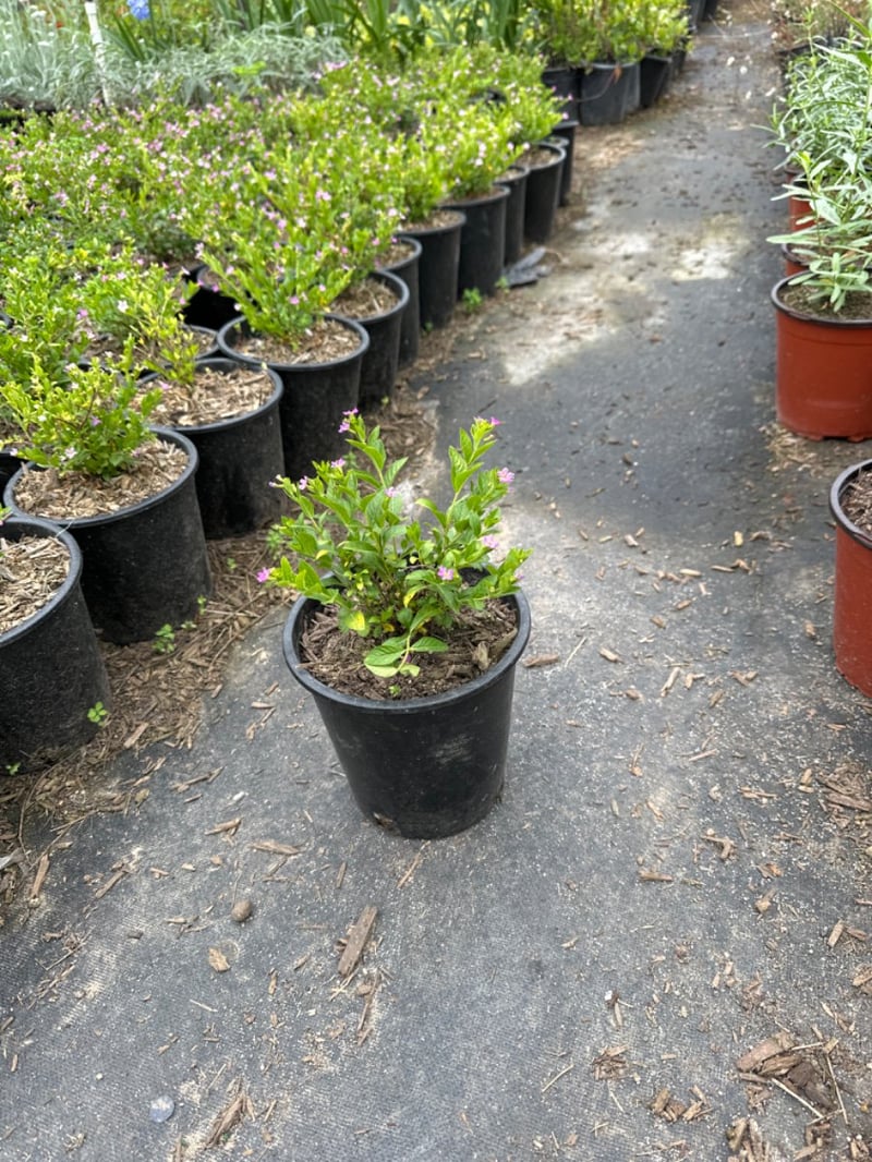 Photo for Cuphea hyssopifolia (Mexican Heather)