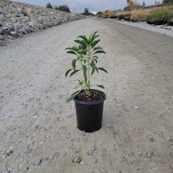 Photo for Penstemon spectabilis (Royal Beard Tongue)