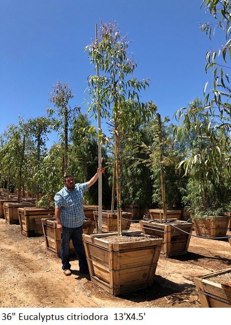 Photo for Eucalyptus (any variety) (Eucalyptus)