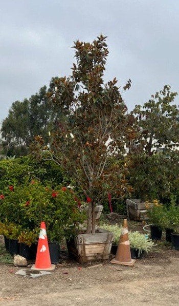 Photo for Magnolia grandiflora 'Little Gem' (Standard) (Little Gem Magnolia)