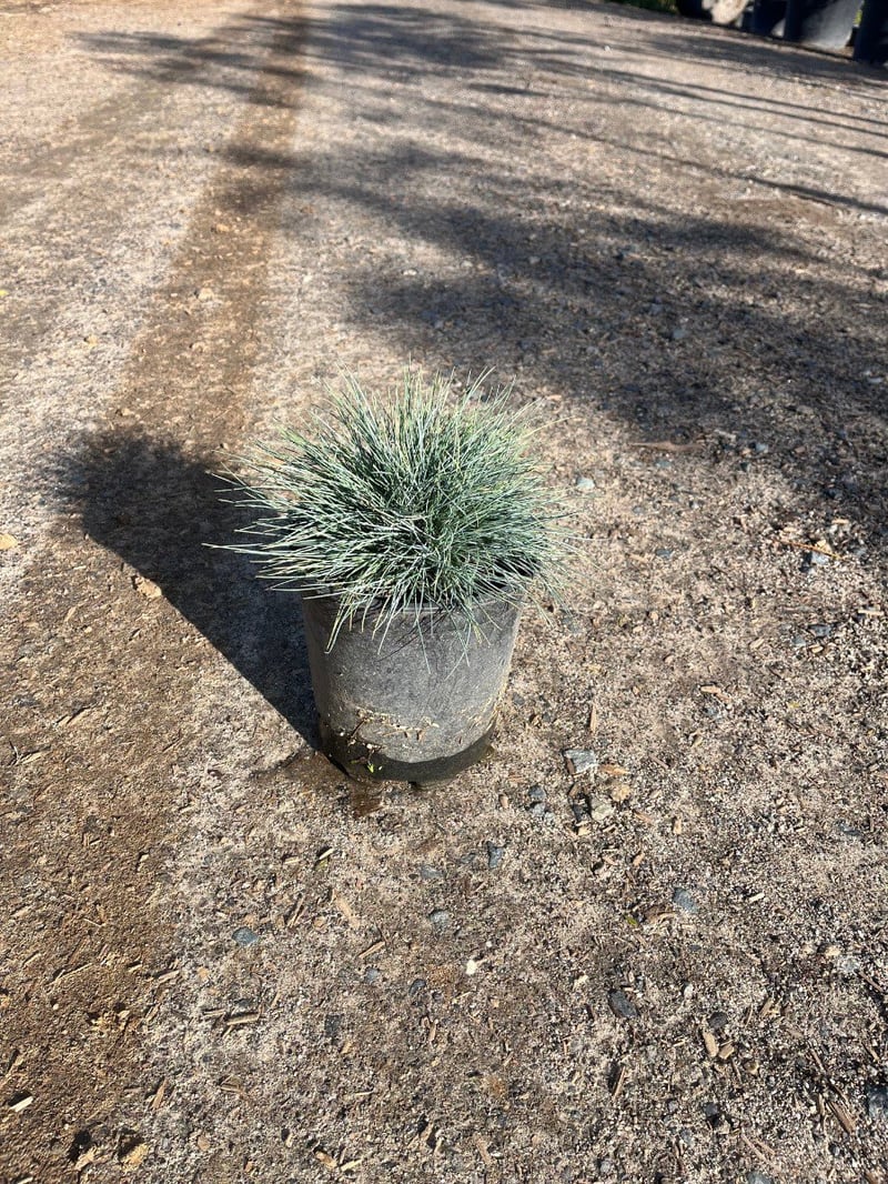 Photo for Festuca glauca (Blue Fescue)