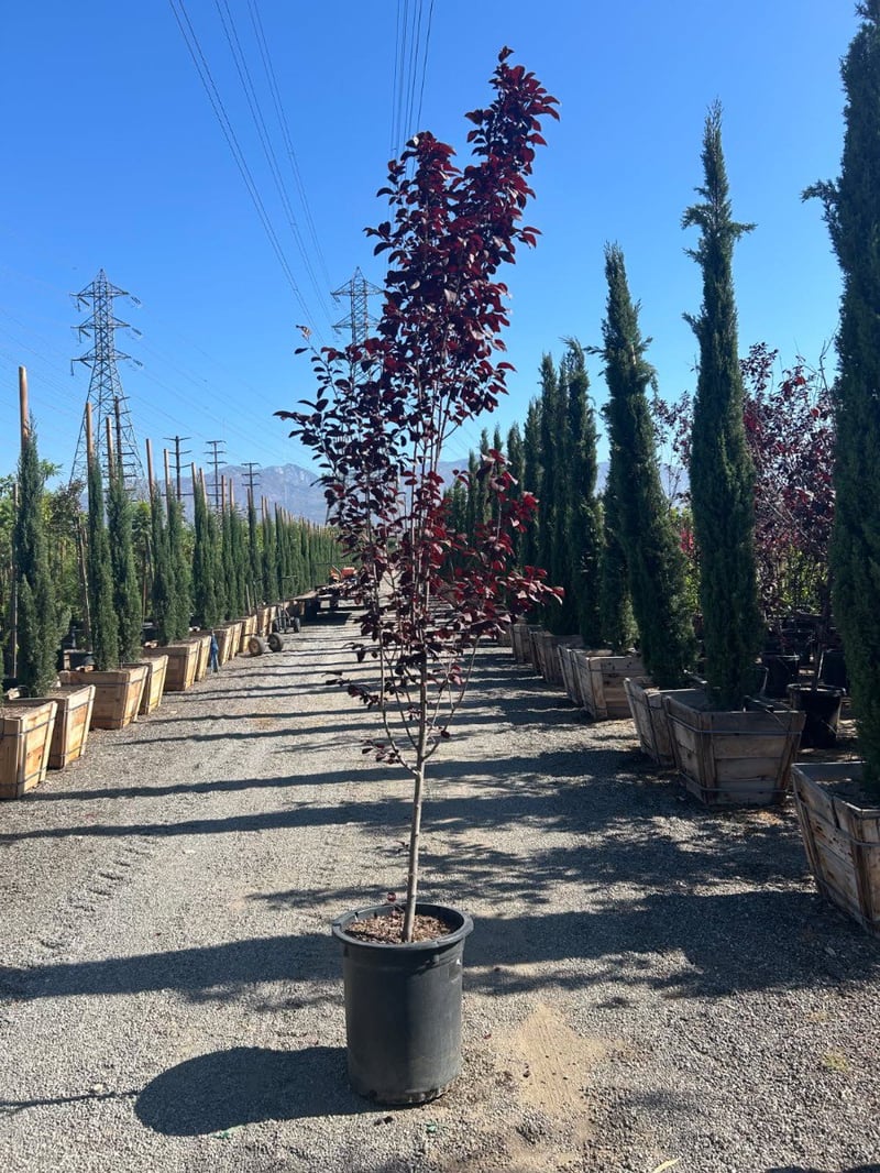 Photo for Prunus cerasifera 'Krauter Vesuvius' (Standard) (Krauter Vesuvius Cherry Plum)