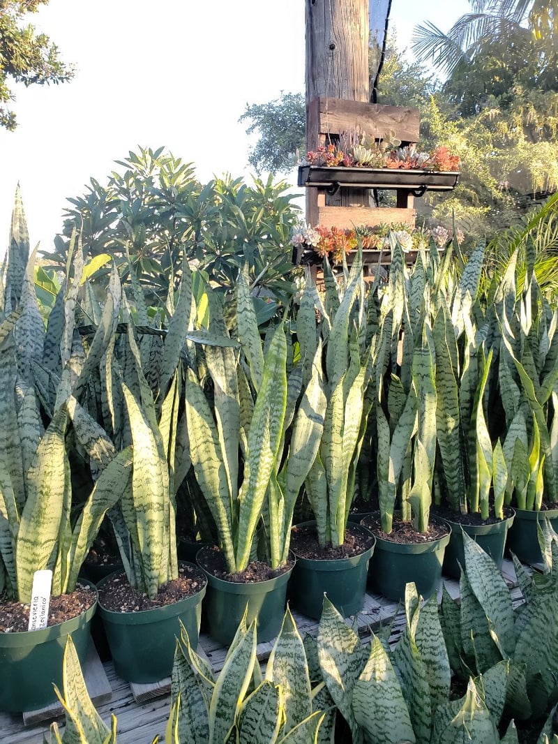 Photo for Sansevieria trifasciata (Snake Plant, Mother-in-Law's Tongue)